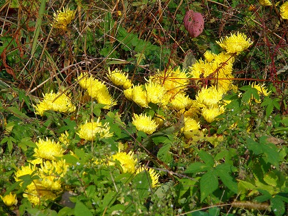 雑草に埋もれて細々と咲いている黄色の食用菊